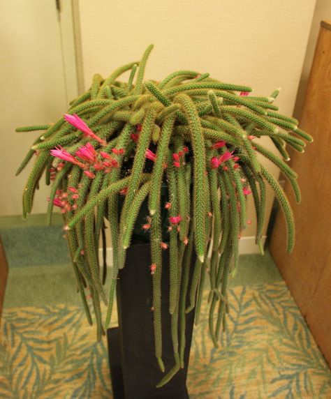 How to Grow Rat Tail Cactus. Rat tail cacti are often grown in hanging baskets so that their stems can drape over the sides of the container. Rat Tail Cactus, Cactus Light, Cactus Care, Rat Tail, How To Attract Hummingbirds, Low Maintenance Plants, Mother Plant, New Growth, Plant Needs