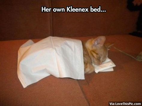 Kleenex Bed For Kitten cute animals cat cats adorable animal kitten animal pictures Sleep Meme, Gatos Cool, Sleeping Animals, Monday Humor, Sleeping Kitten, Cat Sleeping, Cute Memes, Meme Faces, Instagrammer