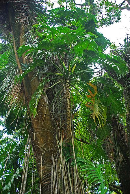 Backyard Wonderland, Philodendron Bipinnatifidum, Florida Images, Employee Rewards, Reward And Recognition, Fiddle Leaf, Unique Experiences, Fiddle Leaf Fig, Dream Backyard