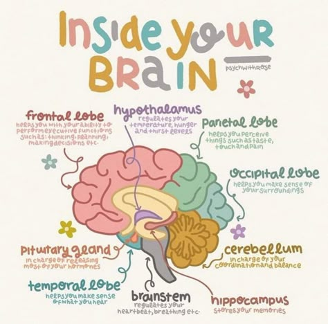 Frontal Lobe Development, Psychology Diagrams, Inside Your Brain, Learning Psychology, Psychology Notes, Psychology Studies, Mental Health Activities, Brain Facts, Mental Health Facts