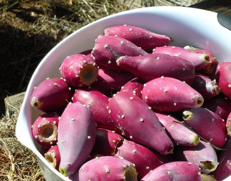 Prickly Pear Wine Recipe For Tammy | E. C. KrausWine Making and Beer Brewing Blog | Adventures in Homebrewing Prickly Pear Wine Recipe, Arizona Foraging, Yule Drinks, Pear Wine Recipe, Cactus Recipes, Prickly Pear Jelly, Prickly Pear Recipes, Pear Jelly, Cactus Recipe