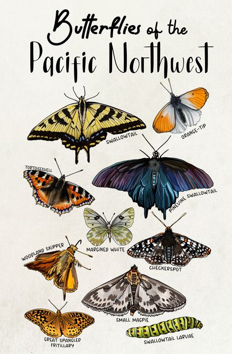 Butterflies of the Pacific Northwest Pnw Drawings, Pnw Tattoo Washington, Pnw Flowers, Pacific Northwest Tattoo, Pacific Northwest Flowers, State Animals, Pnw Trip, Pnw Art, Pnw Tattoo