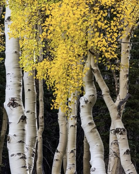 Aspens, Nevada.  Photo:  DL Anderson Photography. Aspen Trees Photography, 자작나무 그림, Trees Photography, Aspen Tree, Tree Photo, Aspen Trees, Tree Photography, Colour Board, Winter Colors