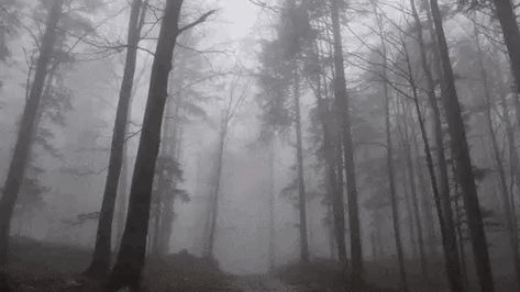 Black And White Gif, Castlevania Anime, Gif Background, Dark Forest Aesthetic, Creepy Core, Animated Banners, Cute Banners, Foggy Forest, Dark Grunge