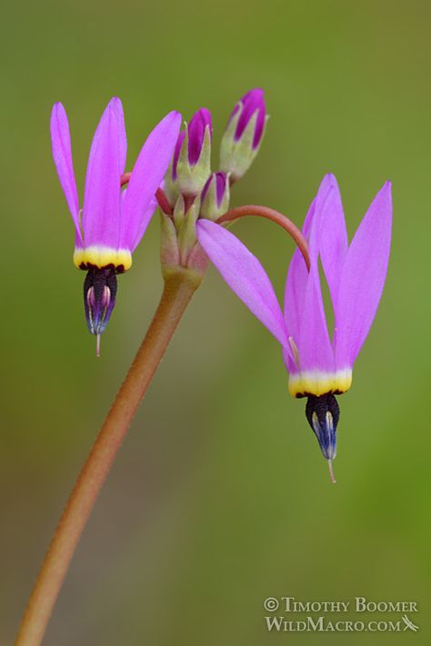 Henderson's Shooting Star, Primula hendersonii Shooting Star Flower, Wildflower Pictures, Lake Berryessa, Sisters Tattoo, Kingdom Plantae, Watercolour Ideas, Embroidery Sampler, Beautiful Flowers Pictures, Shooting Star