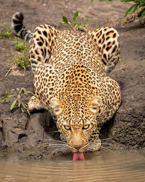 ANIMALS ON LAND on Instagram: “African Leopard Photo by: @ahmed_abuganem_photographer . . . . . #animalsonland #naturephotography #animal #wildlifeonearth…” Leopard Photo, African Leopard, Wild Photography, Masai Mara, African Wildlife, Original Landscape, Big Cat, Leopards, Unique Animals