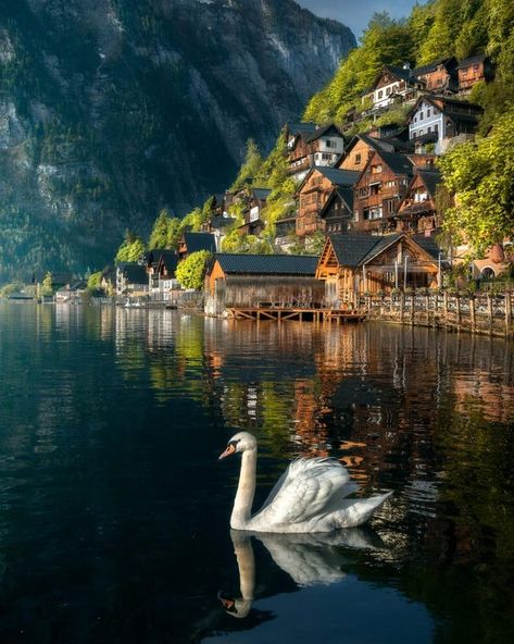 Just a perfectly normal swan, no cursed princesses around here : FairytaleasFuck Hallstatt Austria, Austria Travel, Beautiful Places To Travel, Beautiful Places To Visit, Rafting, Wonderful Places, Land Scape, Beautiful Destinations, Beautiful Landscapes