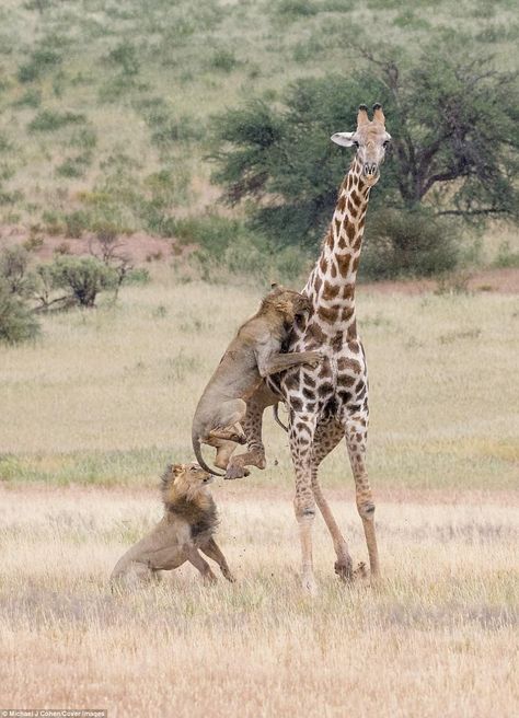 The weight and ferocity of the lions was eventually too much for the mighty animal, and it... Two Lions, Aggressive Animals, Animal Action, Wild Animals Pictures, Animals Farm, Against All Odds, Wild Kingdom, White Lion, Lion Cub