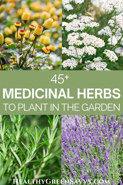 Growing A Medicinal Herb Garden, Witches Garden Herbs, Herbal Remedy Garden, Plant Based Medicine, Medicinal Garden Ideas, Plants Used For Medicine, Medicinal Garden Plants, List Of Medicinal Herbs, Medicinal Herb Garden Design Layout