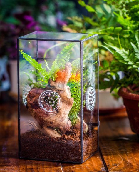 plant a small insect terrarium #terrarium #terrariumplants #terrariumbuild #driftwood #fern #snail #habitat #petterrarium #insectterrarium⁠ #terrariumdesign #terrariumlove #diy #houseplants #plantterrarium #containergardening #microlandscape #PlantTerrarium #DIYGardening #IndoorGardening #TerrariumLove #plants Tarantula Terrarium, Insect Terrarium, Unique Planter Ideas, Glass Terrarium Ideas, Creative Planter Ideas, Unique Terrarium, Door Slide, Brass Mesh, Fern Moss