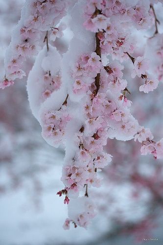 Cherry Blossom in snow Snow Pics, Beautiful Snow, I Love Winter, Natural Landscapes, Winter Scenery, Winter Beauty, Winter Wonder, Alam Yang Indah, Winter Garden