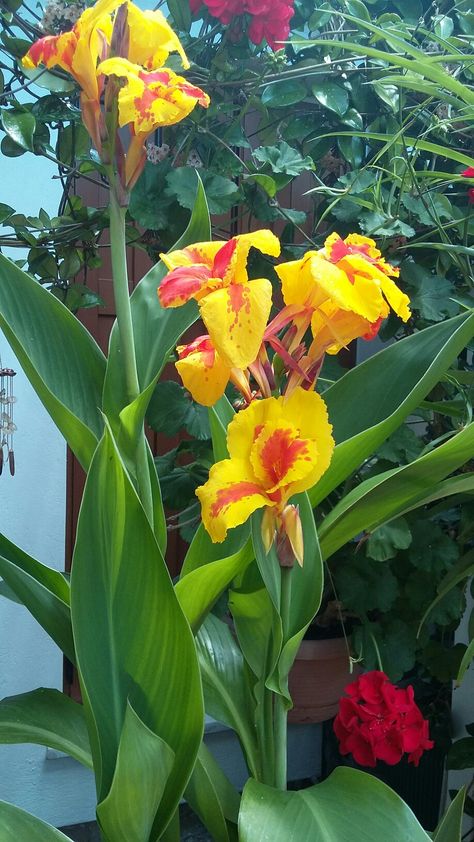 Canna indica Cana Lilly, Cana Lillies, Canna Lillies, Torch Lily, Canna Flower, Canna Lilies, Front Porch Flowers, Barbecue Garden, Porch Flowers