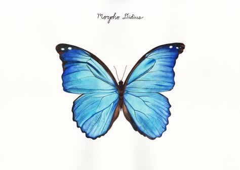 Morpho didius, watercolor Morpho Didius, Blue Morpho, Piercing Inspo, Scientific Illustration, Butterfly Tattoo, Van Life, Tattoos And Piercings, Watercolor Tattoo, Tattoo Ideas