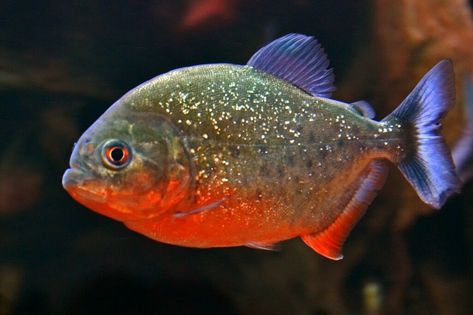 RED BELLIED PIRANHA *Serrasalmus nattereri* Freshwater 2cm to 4cm  Common name:	Red-Bellied Piranha, Red Piranha, Natterer's Piranha Scientific name:	Pygocentrus nattereri Synonyms:	Serrasalmus nattereri (not valid) Maximum Adult Size:	Up to 12" (30cm) Origin:	South America - large areas of the Amazon and its major tributaries. Piranha Fish, Fish Mounts, Ikan Air Tawar, Freshwater Aquarium Fish, American Animals, Fish For Sale, Live Fish, Exotic Fish, Freshwater Aquarium