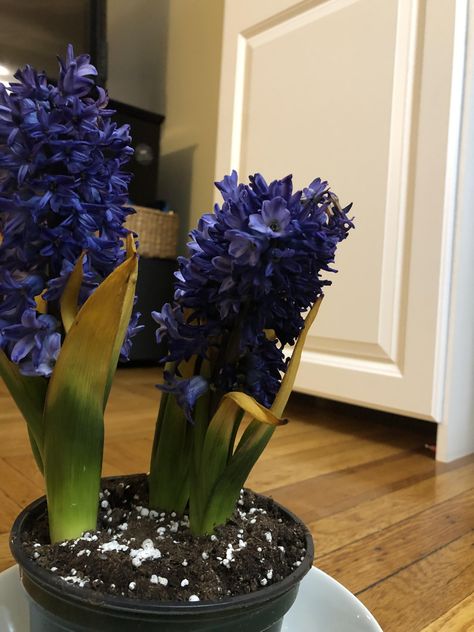 Hyancith Help! Ive been gifted this Hyacinth and Ive never taken care of this type of flower before. Why are the leaves turning yellow? Hyancith Flower, Garden Diy, Horticulture, Landscaping, Turning, Roses, Turn Ons, Yellow, Plants