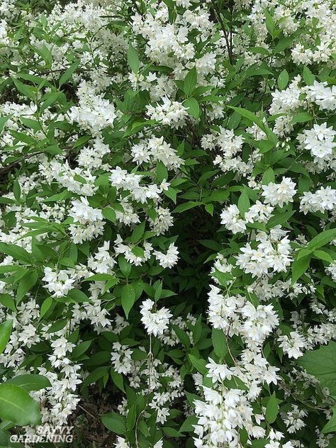 Toxic Flowers, Entrance Makeover, Flowering Shrubs For Shade, Barn Landscaping, Shrubs For Shade, Hydrangea Shade, Ornamental Shrubs, White Flowering Shrubs, Urban Gardening Ideas