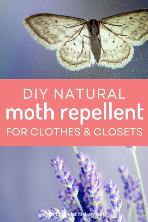 This easy 5 minute natural moth repellent for clothes uses the fragrant scents of lavendar, rosemary & thyme to help deter pesky clothes moths from munching on your favourite tops & jumpers... Moth Repellant Diy, Moth Repellant Diy Spray, Natural Moth Repellent, Moth Balls Uses For, Moths In Closet, Getting Rid Of Moths, Homemade Bug Repellent, Repellent Diy, Pantry Moths