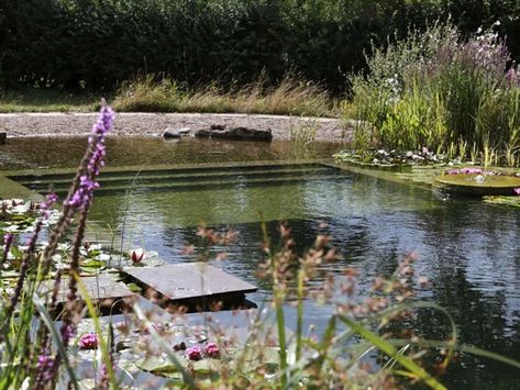 Water World: A Natural Swimming Pool, Lily Pads Included - Gardenista Luxury Pools Indoor, Swimming Pool Pond, Natural Swimming Ponds, Aquatic Garden, Water World, Natural Landscaping, Swimming Pool Hot Tub, Pool Water Features, Swimming Pond