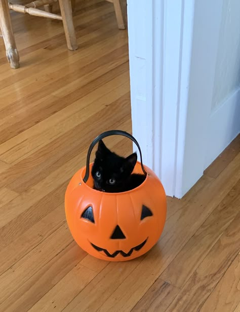 Halloween Kittens, Cute Cat Halloween, Cat In Pumpkin, Cats Anime, Pic Cute, Kitty Funny, Silly Cats Pictures, Black Kitten, Cat Halloween