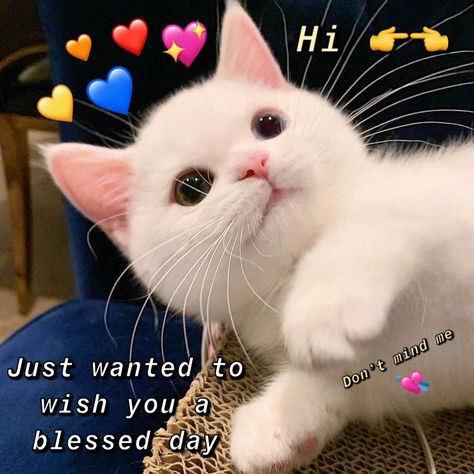 Morning Wholesome, Thinking Of You Meme, Cheer Up Quotes, Cute Animal Quotes, Cute Text Quotes, Morning Cat, Best Friendship Quotes, Morning Texts, Cute Inspirational Quotes