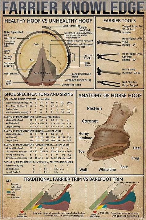 Horses Anatomy, Poster Infographic, Poster Country, Equine Care, Horse Lessons, Horse Information, Horse Hoof, Healthy Horses, Horse Knowledge