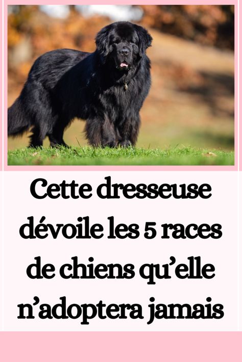 Cette dresseuse dévoile les 5 races de chiens qu’elle n’adoptera jamais