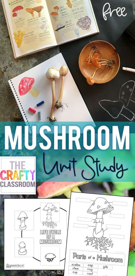 Free Mushroom Unit Study! Spore Prints, Nature Journals, Life Cycle of a Mushroom, Label the Parts of a Mushroom, Recipe Ideas and so much more in this free mushroom unit study for kids. Fall Unit Study, Parts Of A Mushroom, Spore Prints, Science Unit Studies, Nature Journals, Homeschool Nature Study, Unit Studies Homeschool, Mushroom Recipe, Mushroom Crafts