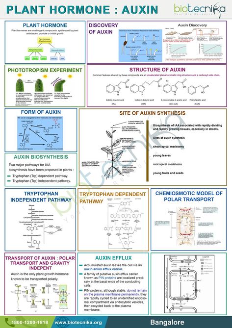 Plant hormone  Auxin Plant Hormones, Science Models, Biology Lessons, Teaching Biology, Biotechnology, Biochemistry, Neuroscience, Pharmacy, Training Programs