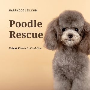 Miniature Poodle Haircut Styles, Toy Poodle Haircut Teddy Bears, Toy Poodle Puppy Cut, Miniature Poodle Haircuts, Chocolate Toy Poodle, Poodle Puppy Cut, Maltese Poodle Puppies, Toy Poodle Haircut, Teacup Poodles For Sale