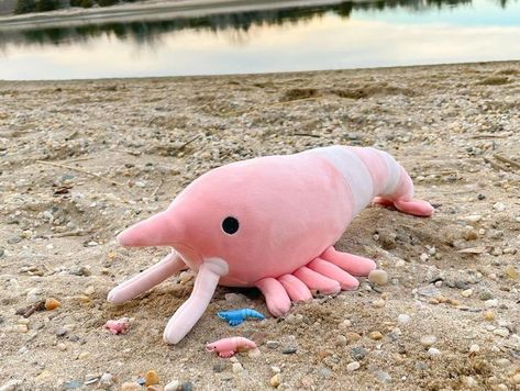 Alana 𓆏 on Instagram: "SHRIMP PLUSHIE IS HERE! 🦐🦐 So many of you guessed correctly; The second plushie you arrive to my shop is a scrimp!! It’s 12 inches long, and made out of a super soft material and squishy filling!! 🥰🥰 I’ve actually had this plushie with me for like two months, I was just waiting for the right time to release it. That time is now!! It will be available for preorder on my website this Friday at 5pm ET! Preorders will be unlimited until February 3rd (3 weeks), and then qu Shrimp Plushie, Shrimp Plush, Waiting For The Right Time, February 3rd, Sock Dolls, Time Is Now, Crustaceans, Marine Animals, Soft Dolls