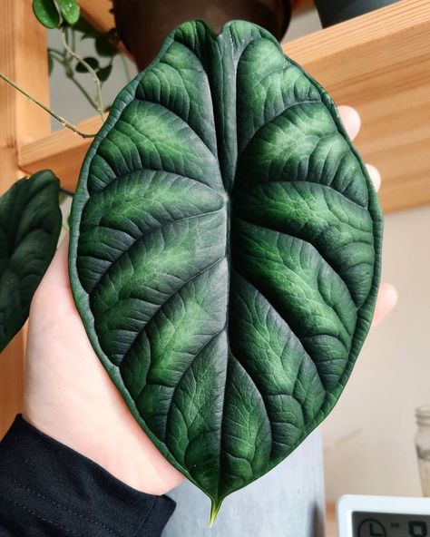 Indoor Plants Online Shopping Dragon Scale Alocasia, Alocasia Baginda, Alocasia Dragon Scale, Plant Obsession, Monstera Plants, Dream Plants, Alocasia Plant, Dark Botanical, Plant Wishlist