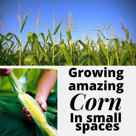 There's nothing better than eating fresh sweet corn harvested from your own garden, boiled up within minutes of picking. Here's how to grow sweet corn in a small space in your yard. Growing Sweet Corn, Grow Corn, Vegetables Growing, Small Herb Gardens, Growing Corn, Kitchen Gardens, Eating Fresh, Corn Plant, Victory Garden