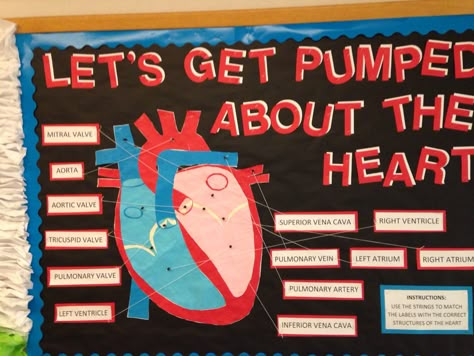 Cardiac Rehab Bulletin Board, Hospital Staff Bulletin Board Ideas, Nursing Classroom Ideas, Nursing Student Bulletin Board Ideas, Cardiac Bulletin Board Ideas, Emt Classroom Decor, Heart Healthy Bulletin Board Ideas, Hosa Bulletin Board Ideas, Nurse Education Bulletin Board