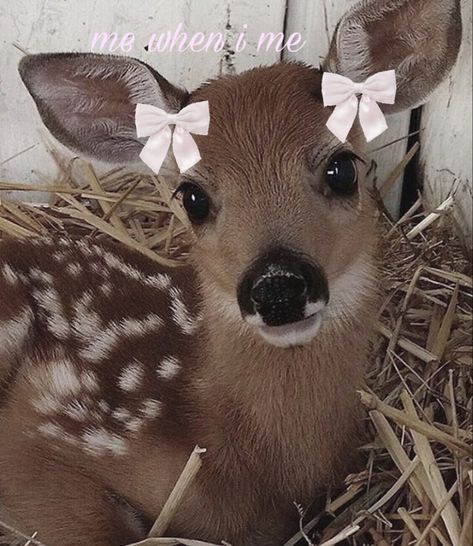 edited by me Deer Icon Aesthetic, Cute Deer Pictures, Cute Deer Aesthetic, Baby Deer Aesthetic, Deer Pretty Face, Ghazal Aesthetic, Deer Pfp, Deer Profile, Deer Pretty