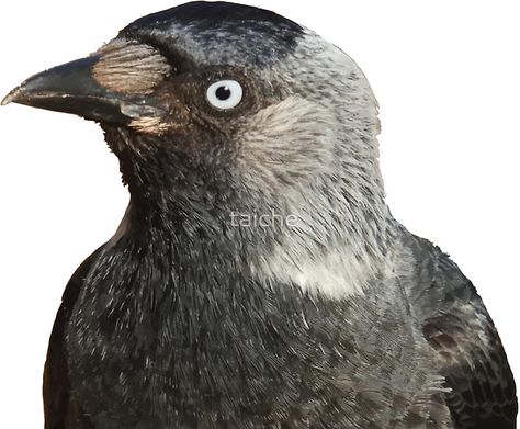 Jackdaw (Corvus monedula) Bird Portrait Vector Bird Side Profile, Bird Portrait, Bird Head, Side Portrait, Jackdaw, Side Profile, Bird Drawings, Cut Out, Siding