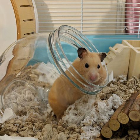 It's been a month since I adopted Pudge!!  She likes to stuff food in one pouch first Hamster In Cage, Hamster Diy Cage, Hamster Stuff, Hamsters As Pets, Cage Hamster, Hamster Diy, Hamster Life, Hamster Habitat, Hamster Care