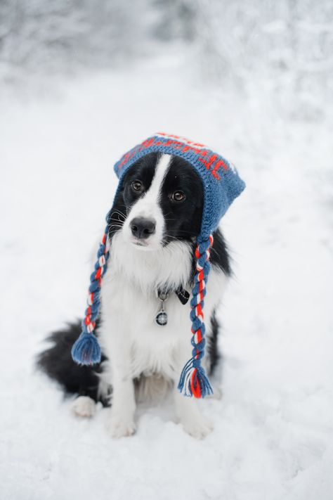 Winter Dog Photoshoot, Autumnal Backgrounds, Christmas Dog Treats Homemade, Border Collie Photography, Christmas Dog Photography, Black And White Border Collie, Dog In Snow, Pet Photoshoot, Dog Treats Homemade