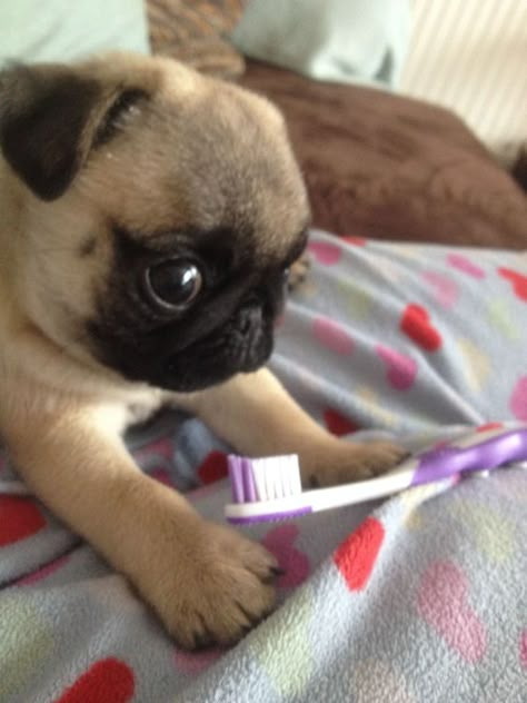 Cute Pug Puppies, Pugs And Kisses, Baby Pugs, Bulldog Francese, Pug Puppies, Pugs Funny, Silly Dogs, Cute Pugs, Silly Animals