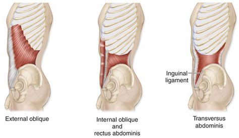 Abdominal Muscles Anatomy, Skeletal Muscle Anatomy, Stenosis Exercises, Erector Spinae, Human Muscle Anatomy, Six Pack Abs Workout, Yoga Anatomy, Human Body Anatomy, Muscle Anatomy