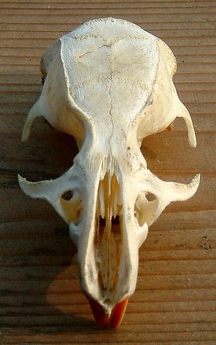 Rat skulls dorsal view photograph Rat Skull, Rat Tattoo, Skull Reference, Skull Model, Summer Art Projects, Animal Skeletons, Vulture Culture, Flash Design, Disney Posters