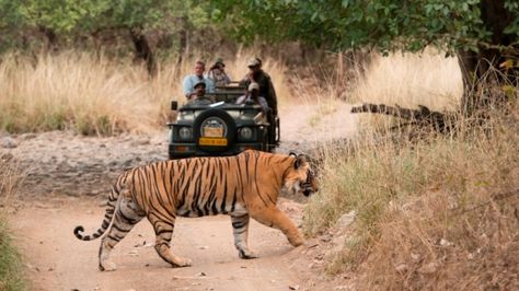 The Classic Safari Company Julie@classicsafaricompany.com.au pictured:?Sujan Sher Bagh India Stitched Canvas, Canvas Tents, Best Weekend Getaways, Safari Lodge, Wildlife Safari, India Tour, Wildlife Sanctuary, Jungle Safari, Rajasthan India