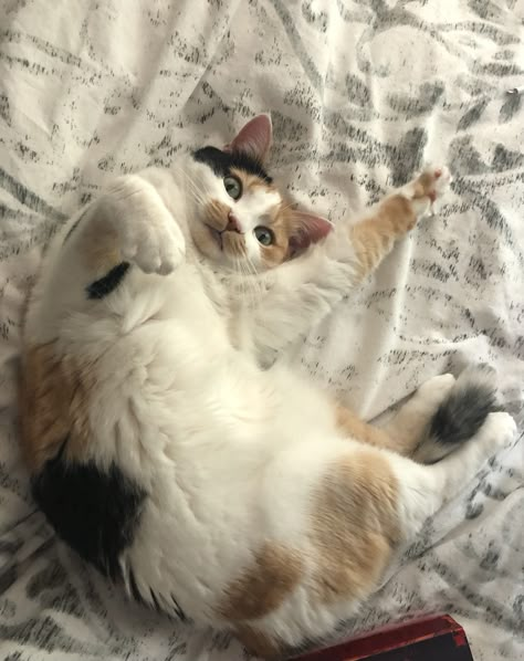 Cat Laying Down, Cat Laying On Back, Calico Cat Aesthetic, Cat Poses, Dream's Cat, Calico Cats, Cat Reference, Cat Pose, Silly Cats Pictures