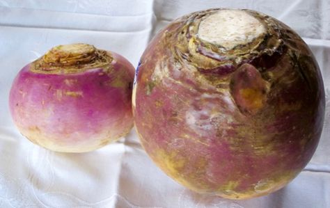 Whats the difference between turnip and rutabaga? What To Do With Rutabaga, Turnip Recipes, Different Species, Turnips, Chinese Cabbage, Food Info, What Is The Difference Between, Kitchen Tips, Drawing Reference