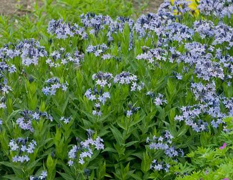 Compact, Amsonia 'Blue Ice' (Blue Star) is an erect, clump-forming perennial adorned with pretty clusters of periwinkle blue, star-shaped flowers in late spring - early summer. Opening up from plump navy blue buds, they bloom for 4-6 weeks and rise atop erect, leafy stems above a graceful foliage of willow-shaped, bright green leaves. The foliage turns a rich shade of golden-yellow in the fall, extending the season of interest of this plant. Slowly spreading by very short rhizomes, Blue Ice adds Spiral Labyrinth, Flower Garden Plans, Ice Plant, Blue Ice, Buy Plants, Plant Combinations, Mountain Top, Types Of Soil, Butterfly Garden