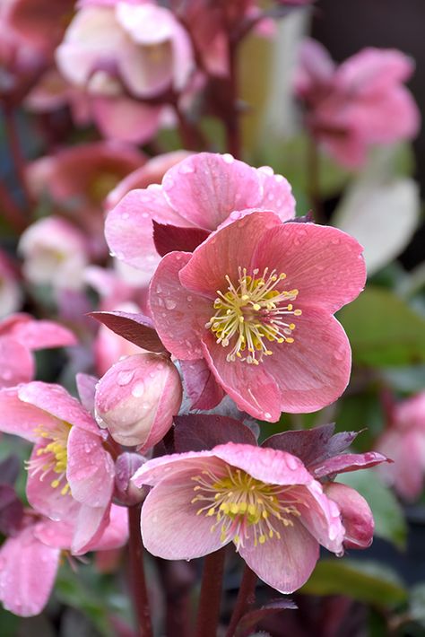 Pink Frost Hellebore (Helleborus 'COSEH 710') at Weston Nurseries Shade Flowers Perennial, Moss Phlox, Cranesbill Geranium, Shade Perennials, Spring Flowering Bulbs, Rose Green, Have Inspiration, Christmas Rose, Hardy Perennials