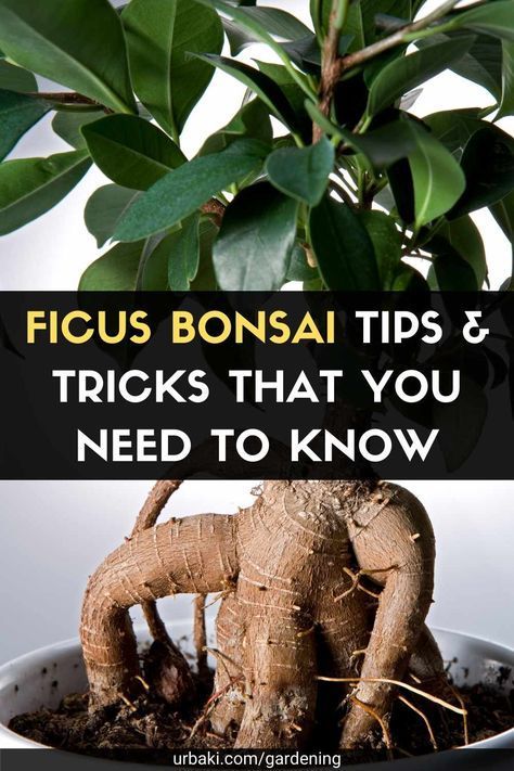 Bonzai Tree Ficus, Bonsai Care Tips, Ficus Tree Indoor Care, Ficus Ginseng Bonsai Care, Ficus Bonsai Tree Care, Ficus Retusa Bonsai, Ginseng Ficus Bonsai, Bonsai Growing, Ficus Tree Indoor