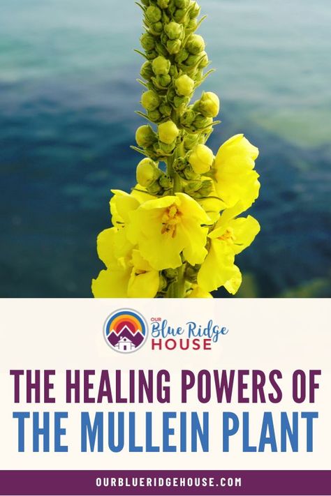 Mullein is a versatile herb that has been used for centuries in traditional medicine. The most common uses for mullein tincture include... Mullein Tincture, Mullein Plant, Mullein Tea, Succulent Gardening, Vegetable Glycerin, Traditional Medicine, Bike Trips, Healing Herbs, Dark Places