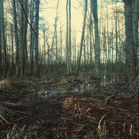 Marshland Aesthetic, Bog Witch Aesthetic, Bog Aesthetic, Swamp Witch Aesthetic, Marsh Aesthetic, Bog Witch, Swamp Witch, Trees Forest, Southern Gothic