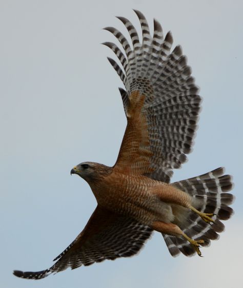 redshoulderedflight Hawk In Flight, Red Shouldered Hawk, Hawk Wings, Raptor Bird Of Prey, Red Tail Hawk, Hawk Pictures, Raptors Bird, Holiday Birds, Hawaii Wall Art