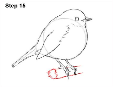 Draw a European Robin Bird 15 Bird Carving Patterns, Robin Drawing, Drawing Instructions, European Robin, Sketching Tips, Bird Sketch, A Robin, Color Contour, Robin Bird